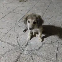 سگ نژاد پامر