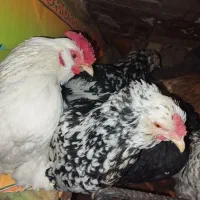 فروش تخم مرغ نطفه دار گلین