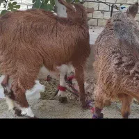 دو عدد کهره نر وماده