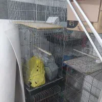 قفس پرنده