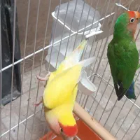 طوطی برزیلی ۱۴ماه