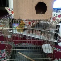 قفس عروس هلندی با لونه