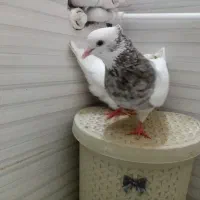 کبوتررنگه طوقی هفت رنگ و جوجه کله