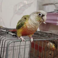 طوطی گرینچیک