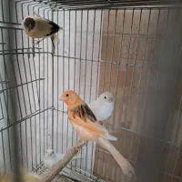 فروش قناری نروماده ۸ماهه