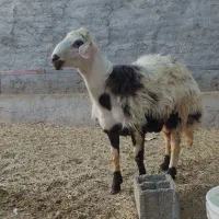 بره قوچ پلنگی