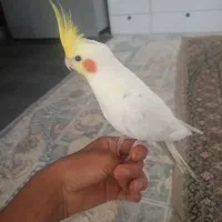 عروس هلندی لوتینو نر سخنگو شاه تخم