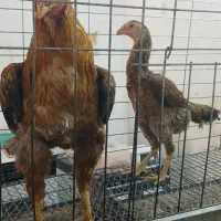 مرغ خروس لاری