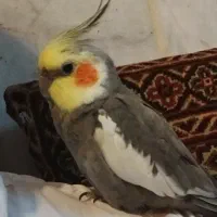 عروس هلندی گم شده زیباشهر