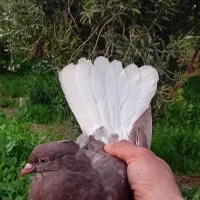 یک کبوتر دمسفید