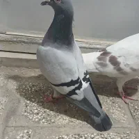 نرماده ذات دار