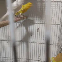 چندتاقناری