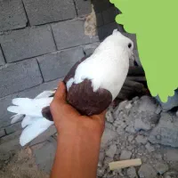 تعدادی کبوتر