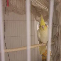 عروس هلندی