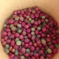 گوجه زیتونی فعله
