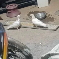 ی جفت کبوتر قلمه