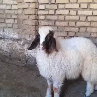 بره قوچی سنجابی