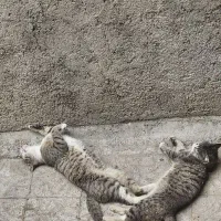 بچه گربه