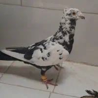 کفتر