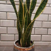 سانسوریا ابلق