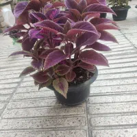 فروش گل  اپارتمانی