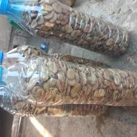 باقلی