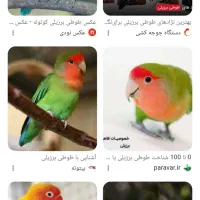 طوطی برزیلی