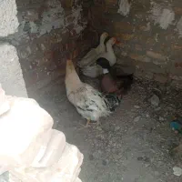 سه عدد اردک تخم گذار وخروس محلی