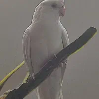 عروس هلندی بالغ ماده