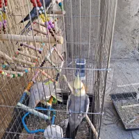 عروس هلندی