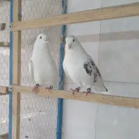 کفتر تضمینی دهن جور ساعت سنگین