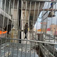 سهره نر قرص دهن شیرین