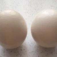 تخم خالی شترمرغ