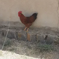 خروس‌‌فروشی