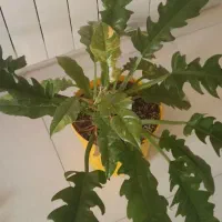 گل فیلندرون کنگره ای