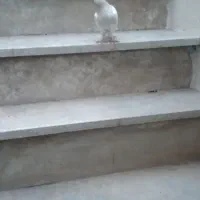 کبوتر کلفه کرم
