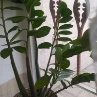 گل ودرخت کاج فروشی