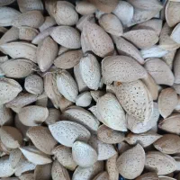 فروش بادام مرغوب