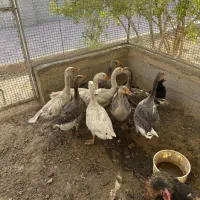 غاز بالغ