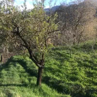 معاوضه‌و‌فروش‌باغ
