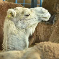 فروش شتر زنده