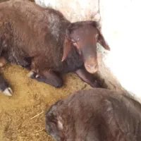 گوسفند نر گوشتی