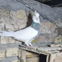 طوقی|پرنده|مشهد, منزل آباد|دیوار