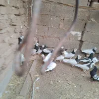 طوقی|پرنده|هلالی, |دیوار