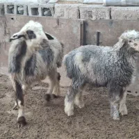 بز سوز جوان شکم دوم میش بره دار جوان شکم دوم