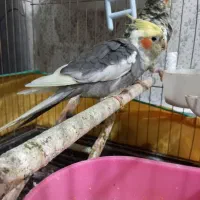 عروس هلندی با ۲ جوجه و دو تخم