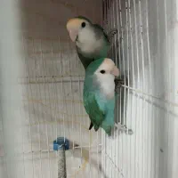 کوتوله برزیلی به ضمانت