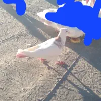 این کفترا گم شدن