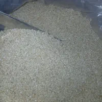 کنجد سفید