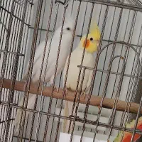عروس هلندی نر و ماده